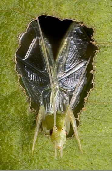 Baffling tree cricket (Oecanthus henryi) 